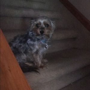 Meet your Posher, Ella